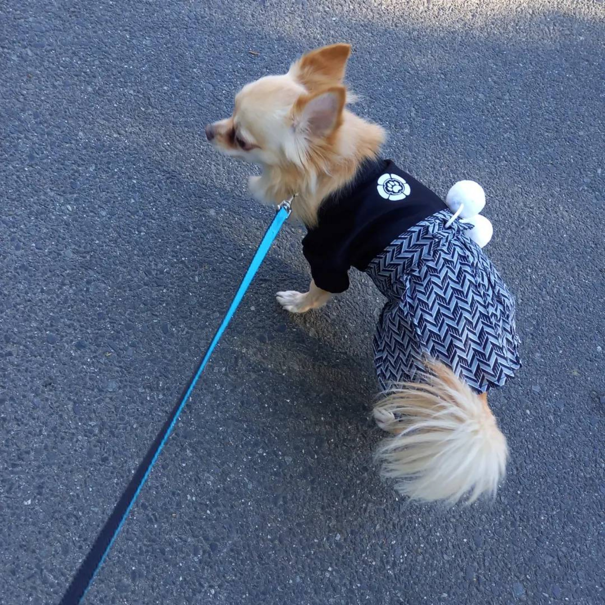 元旦の朝の愛犬散歩　in初詣