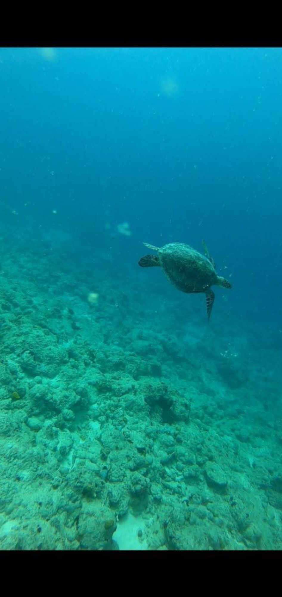 石垣島でのシュノーケリング