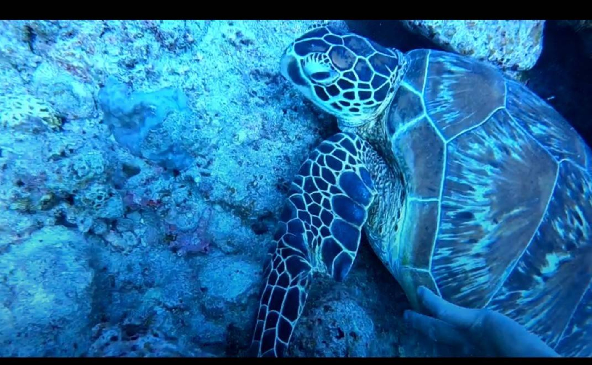 石垣島でのシュノーケリング